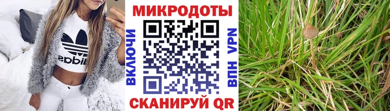 omg зеркало  Ефремов  Псилоцибиновые грибы Psilocybine cubensis 